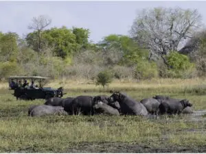 El grupo de hipopótamos que emerge del agua es una oportunidad perfecta para tomar una foto.
