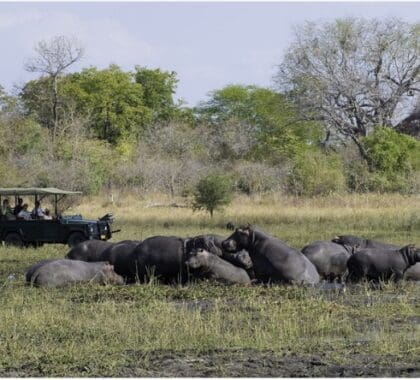 A perfect picture opportunity as a group of hippos emerge out of the water.