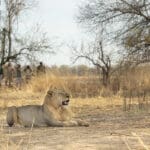 Safari a pie con avistamiento de leones.