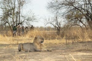 Safari a pie con avistamiento de leones.