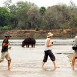Los días en Mwaleshi se centran en safaris a pie por el norte de Luangwa, rico en animales.