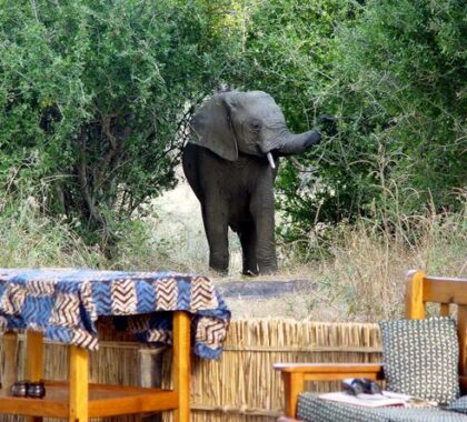 Mwamba Bush Camp Elephant
