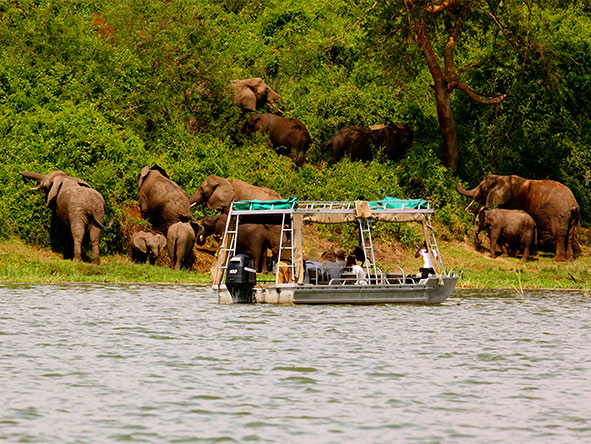 An afternoon boat safari is a wonderful way of viewing animals fairly up close, just like this matriarchal elephant herd.