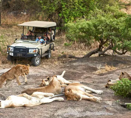 Mwiba_Lodge_game-drive