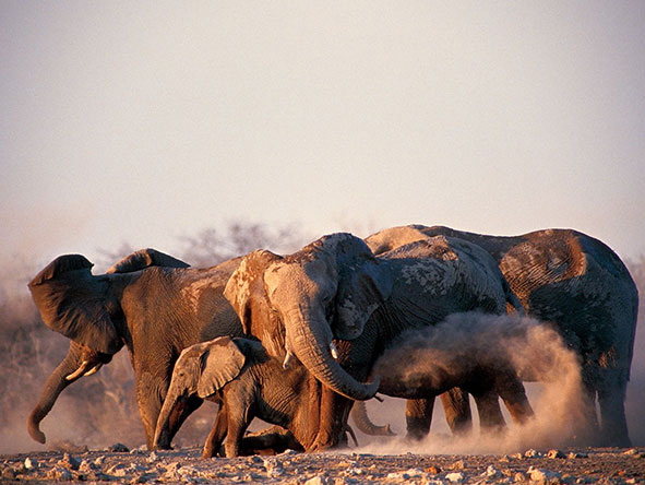 A herd of elephants dust themselves off in Etosha National Park.