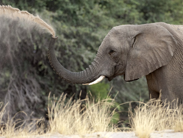 Elephants thrive all over northern Namibia, despite the seemingly inhospitable terrain.