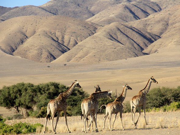 Besides desert scenery & oceans of red dunes, game viewing is also very much part of this 10-day safari.