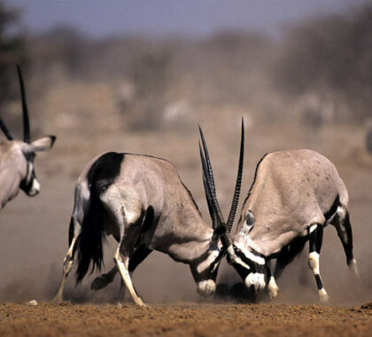 There's always drama on a Namibian game drive: two gemsboks battle for territorial rights at an Etosha waterhole.