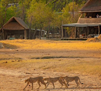 The Hide exterior with cheetahs walking by.