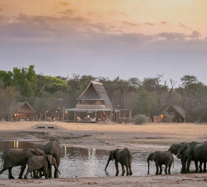 The Hide exterior with roaming elephants.
