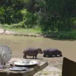 Keep your camera ready for wildlife pass by the camp.