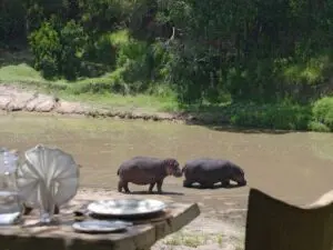 Keep your camera ready for wildlife pass by the camp.
