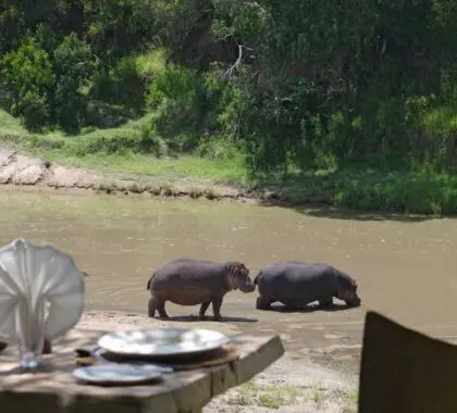 Tenga la cámara preparada por si pasa fauna salvaje por el campamento.