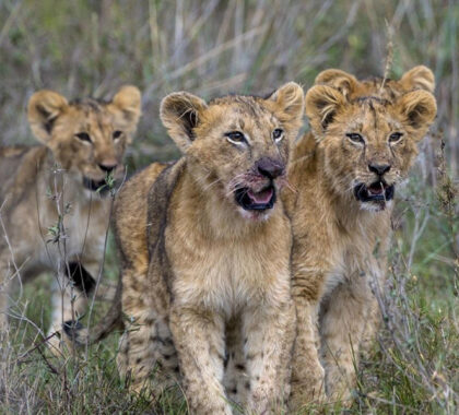 Incredible lion sightings in Nairobi National Park.