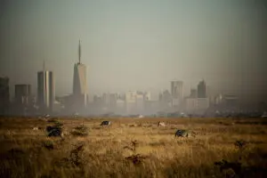 El Parque Nacional de Nairobi es un ecosistema único.