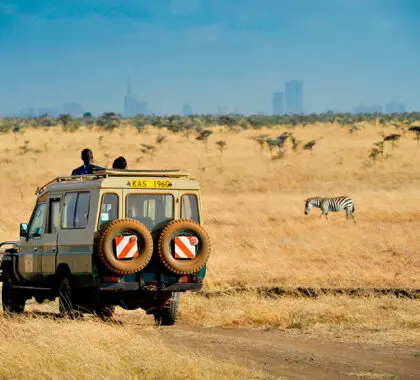 Safari por el Parque Nacional de Nairobi. 