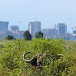 A unique safari destination.