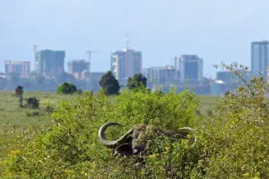 A unique safari destination.