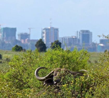 Un destino de safari único.