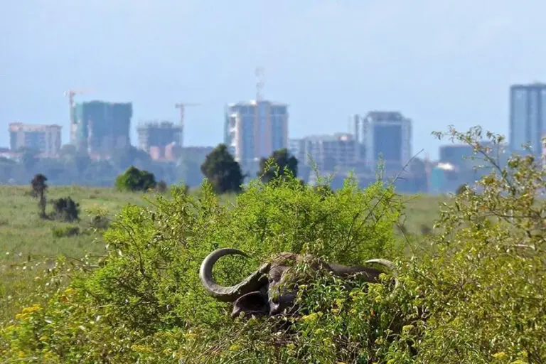 Un destino de safari único.