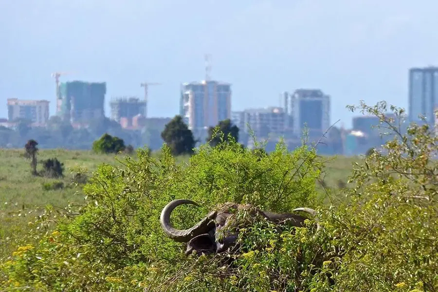 Un destino de safari único.