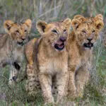 Wildlife
