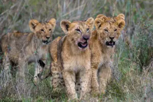 Wildlife