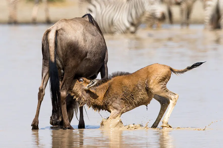 Nasikia_Mobile_Migration_Camp_Wildlife