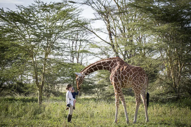 Nditu the resident giraffe.