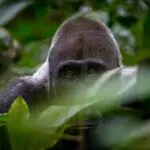 Close encounters with gorillas.