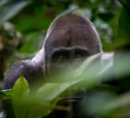 Ngaga Camp Odzala Discovery Camps - gorilla