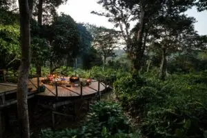 Eco-sensitive lodges tucked into the Congo rainforest.