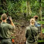 See a sizable portion of the world’s remaining gorilla population. 