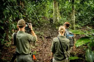 See a sizable portion of the world’s remaining gorilla population. 