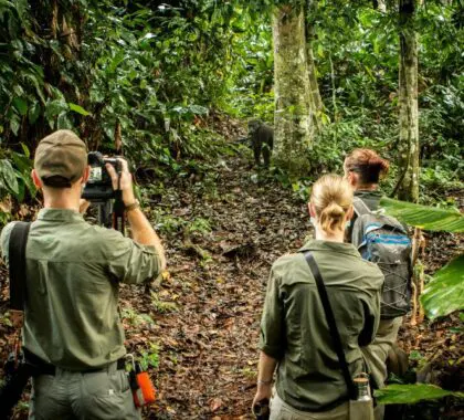 Ngaga Camp Odzala Discovery Camps_gorilla sighting