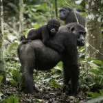 Gorilla trekking.