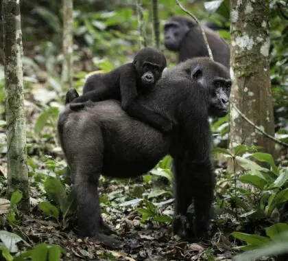 Ngaga Camp - gorilla trekking