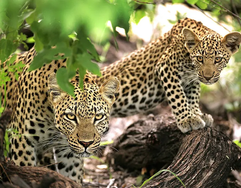 ngala-tented-camp-kruger-game-drive-wildlife-ngala_8