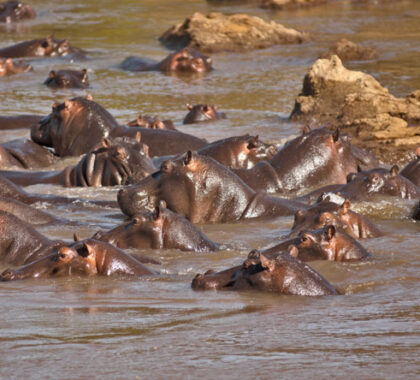 Ngerende Island Lodge hippos