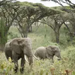 Get close to members of the Big5.