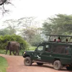 Acérquese a la fauna africana.