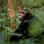 Budongo Forest walk to see chimps.