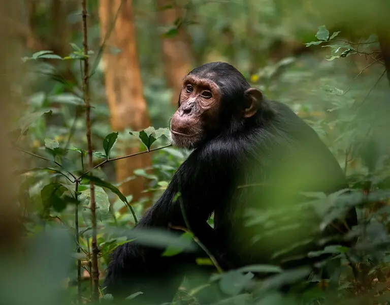 Budongo Forest walk to see chimps. 