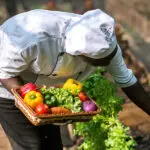 Fresh farm to table dining.