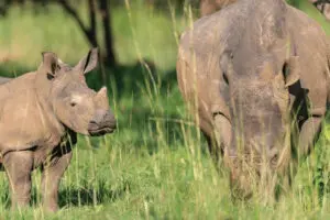 Rhino trekking at Ziwa Rhino Sanctuary. 