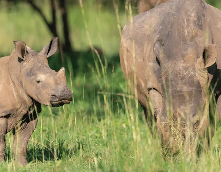 Rhino trekking at Ziwa Rhino Sanctuary. 