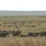 The unexplored Tarangire is abundant with plains game, and offers top-class game viewing opportunities.
