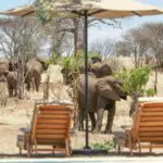 During the dry season, elephant herds become much more intrigued by the swimming pool area.
