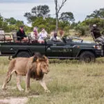 Los safaris están dirigidos por experimentados guardas en vehículos todoterreno descapotables.