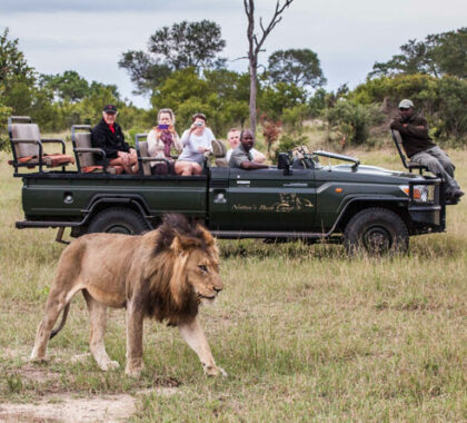 Safaris are led by experienced rangers in open-top land rovers.
